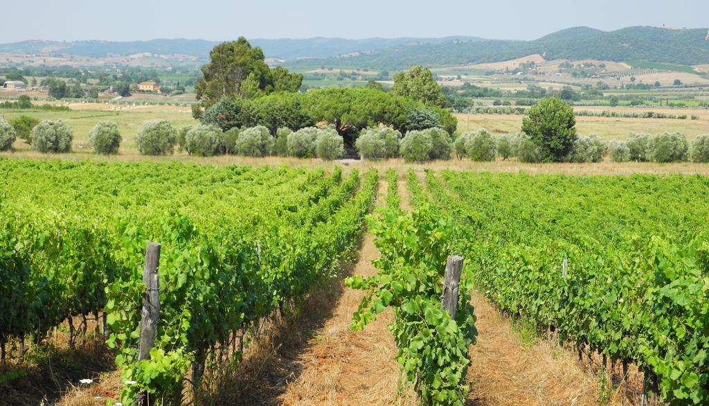 Podere Oslavia Az.Agr.Bio Giannini Alberese Zewnętrze zdjęcie