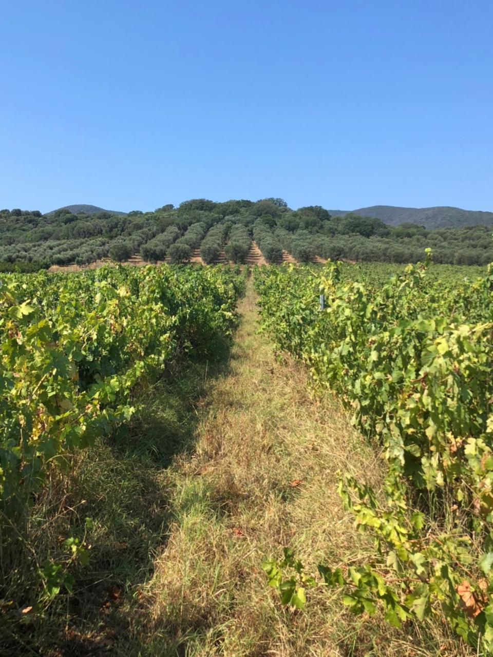 Podere Oslavia Az.Agr.Bio Giannini Alberese Zewnętrze zdjęcie